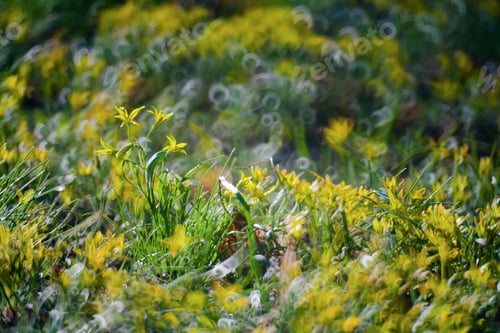 Preview: Yellow Flowers In Green Summer Grass Meadow Close-Up With Bright Sunlight. Sunny Spring Background