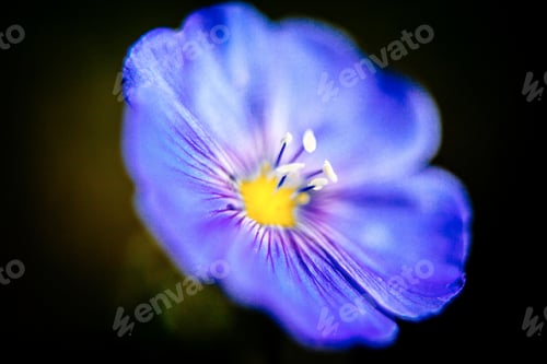 Preview: Close-Up Of Blue Flax Flower. Macro