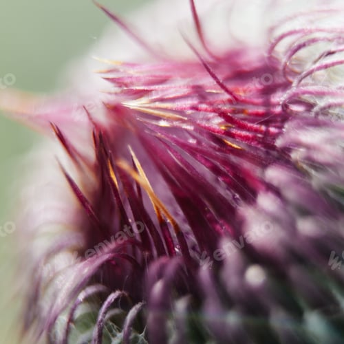 Preview: Closeup Of A Milk Thistle Flower