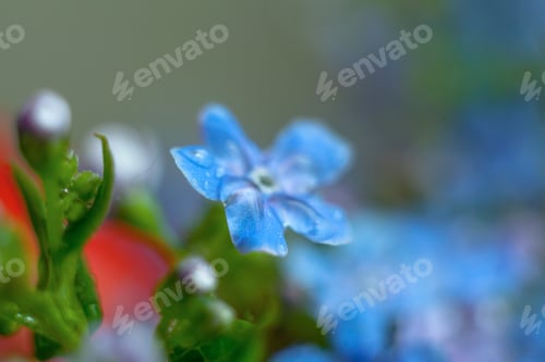 Preview: A Bunch Of Forget Me Nots With Morning Dew Drops
