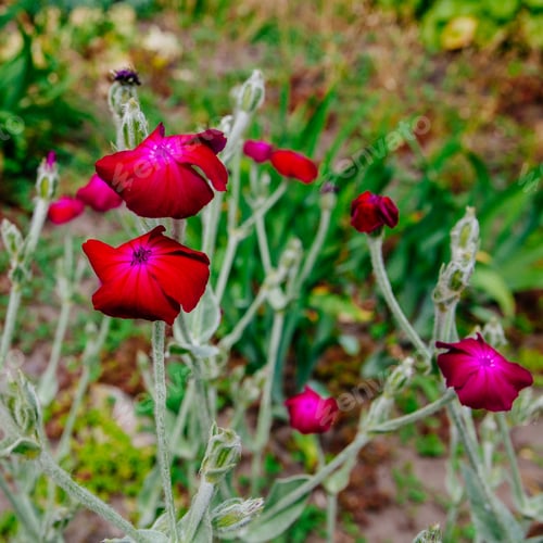 Preview: Wild Pink Carnations On Summer Field, Background