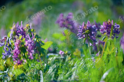 Preview: Violet Flower In Green Summer Grass Meadow Close-Up With Bright Sunlight. Sunny Spring Background
