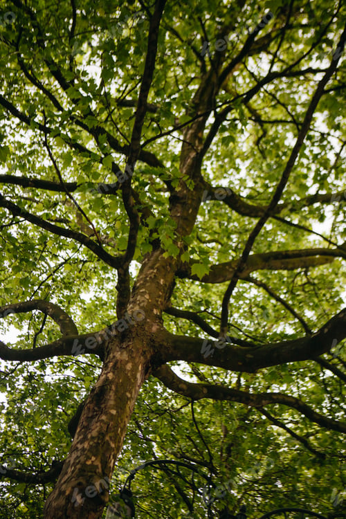 Preview: Sycamore Tree In The Park, Summer Season