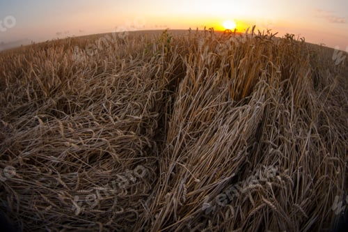 Preview: Sun Over Combine Harvesting Wheat And Filling Trailer In Rural Field