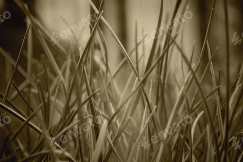 Preview: Meadow Flowers Summer Landscape