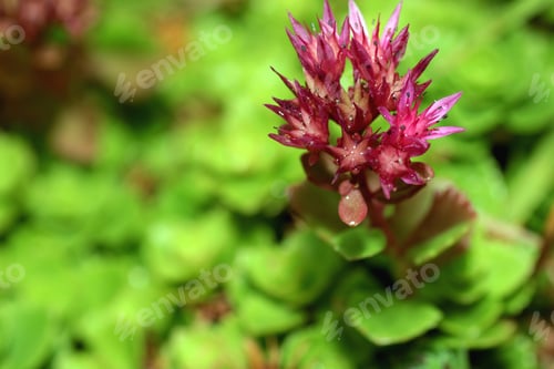 Preview: Burgundy Flower Garden