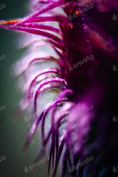 Preview: Closeup Of A Milk Thistle Flower
