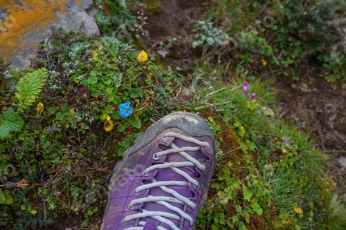 Preview: Violet Trekking Shoes On The Nature. Nepal