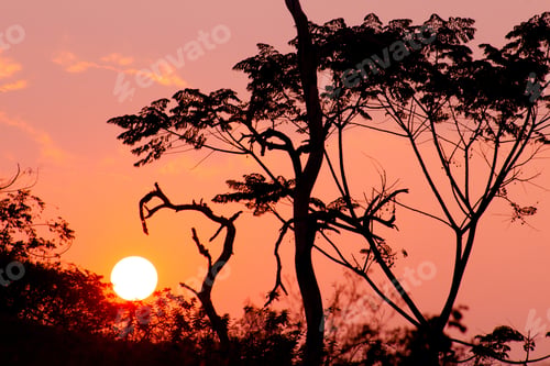 Preview: Beautiful Tree Silhouette And Sun At The Sunset Time