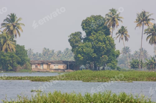 Preview: Palms With Reflections In Kerala, India