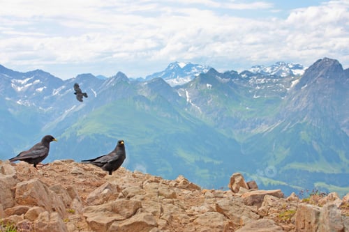 Preview: Alps Mountains In The Austria