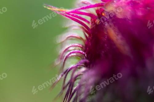 Preview: Closeup Of A Milk Thistle Flower