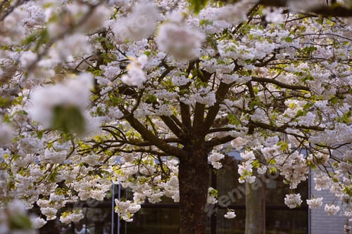 Preview: Blossoming Tree And Blooming Flowers In Dutch Garden 'Keukenhof', Holland,