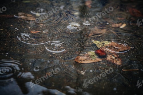 Preview: Autumn Leaf In Puddle