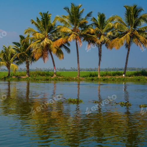 Preview: Palm Trees Taken On The Backwaters Of Kerala, India