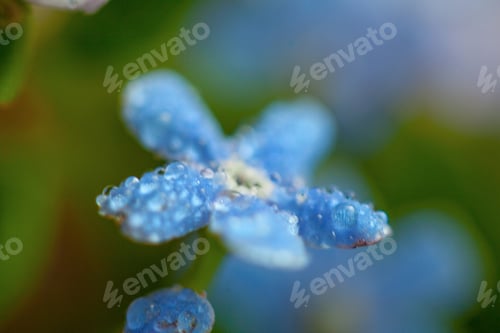 Preview: A Bunch Of Forget Me Nots With Morning Dew Drops