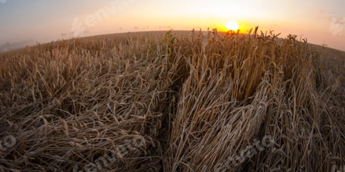 Preview: Sun Over Combine Harvesting Wheat And Filling Trailer In Rural Field