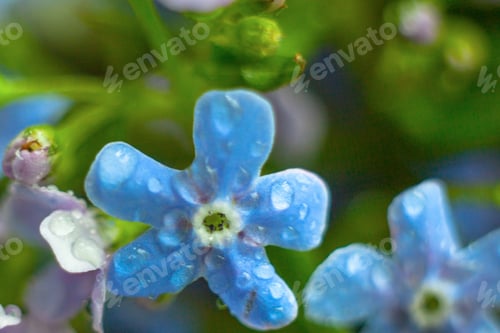Preview: A Bunch Of Forget Me Nots With Morning Dew Drops