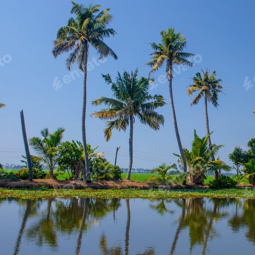 Preview: Palm Trees Taken On The Backwaters Of Kerala, India