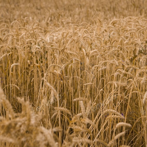 Preview: Field Of Wheat Ready To Be Harvested.