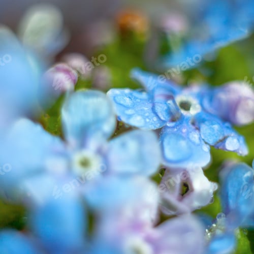 Preview: A Bunch Of Forget Me Nots With Morning Dew Drops