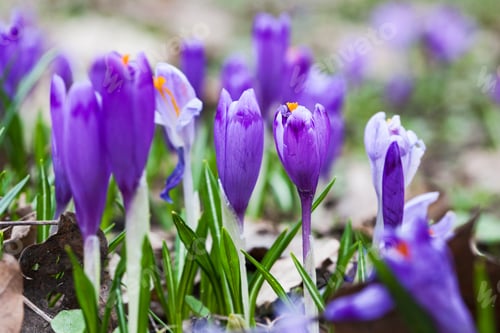 Preview: Violet Crocus Flowers In Early Spring