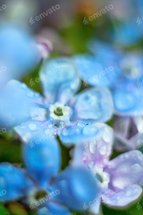 Preview: A Bunch Of Forget Me Nots With Morning Dew Drops