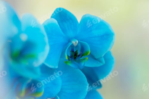 Preview: Beautiful Blue Orchids
