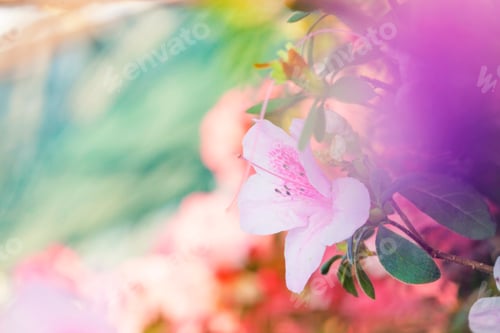 Vista previa: Beautiful Pink Rhododendron Flower Macro Photo