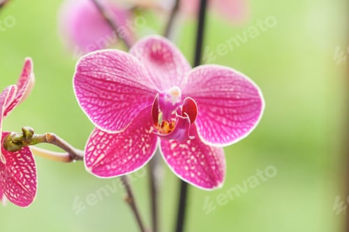 Preview: Beautiful Purple Orchid - Phalaenopsis