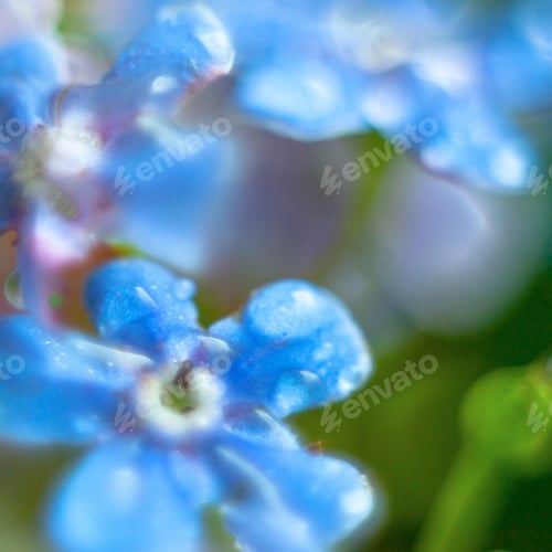 Preview: A Bunch Of Forget Me Nots With Morning Dew Drops