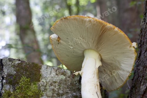 Preview: Large Red Mushroom / Toadstool Standing In The Forest