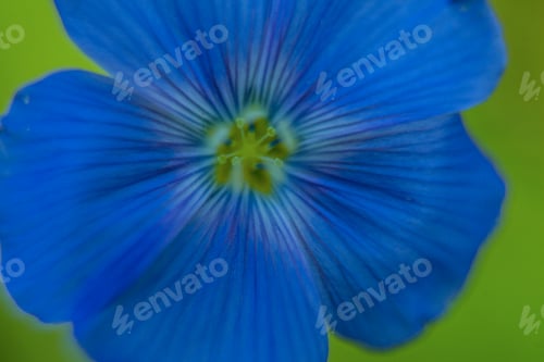 Preview: Close-Up Of Blue Flax Flower. Macro