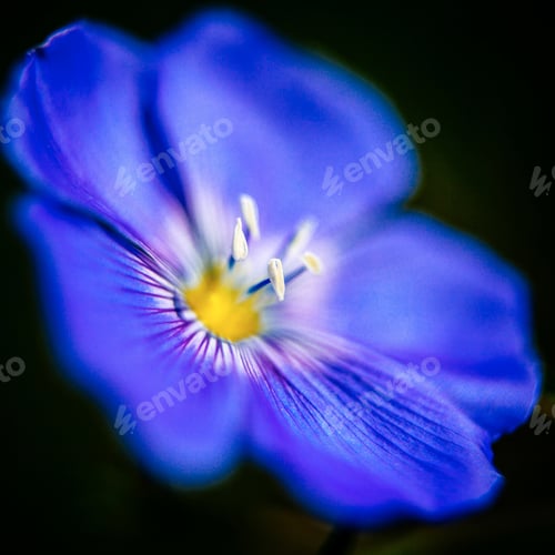 Preview: Close-Up Of Blue Flax Flower. Macro