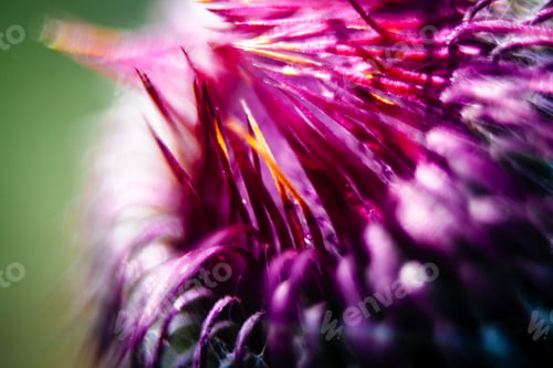 Preview: Closeup Of A Milk Thistle Flower