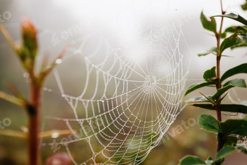 Preview: Spider Net With Water Drops, Early Morning Fog