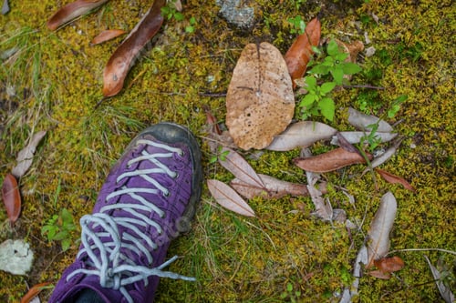 Preview: Violet Trekking Shoes On The Nature. Nepal