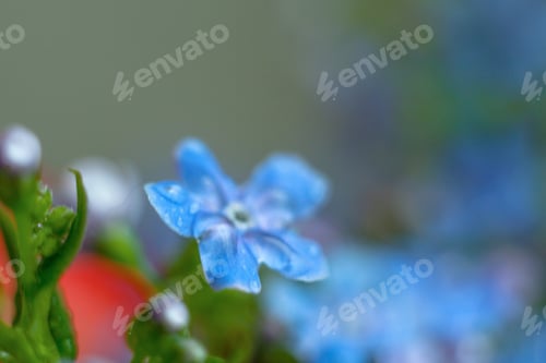 Preview: A Bunch Of Forget Me Nots With Morning Dew Drops