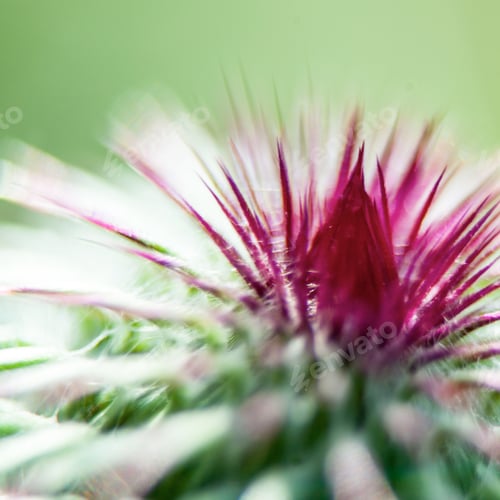 Preview: Closeup Of A Milk Thistle Flower
