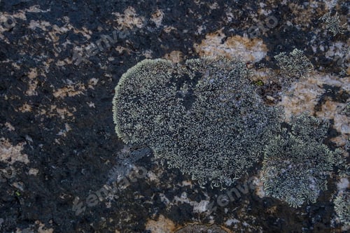 Preview: Texture Of The Stone With Moss On It, Himalayan