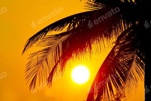 Preview: Tropical Sunset, Palm Trees And Big Sun