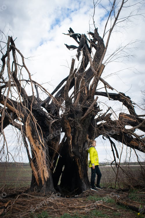 Preview: The Girl In Yellow Jacket Near Fabulous Dramatic Lonely Tree With A Burnt Black Trunk After A