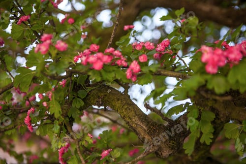 Preview: Blossoming With Pink Flowers Tree In Spring