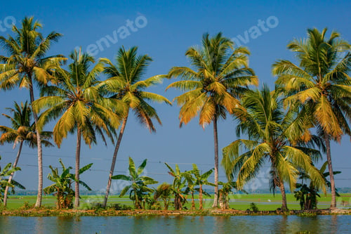Preview: Kerala Backwaters Nature View, India