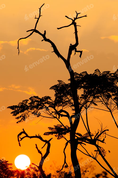 Preview: Beautiful Tree Silhouette And Sun At The Sunset Time