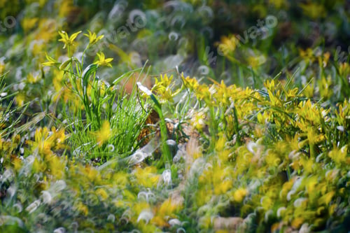 Preview: Yellow Flowers In Green Summer Grass Meadow Close-Up With Bright Sunlight. Sunny Spring Background