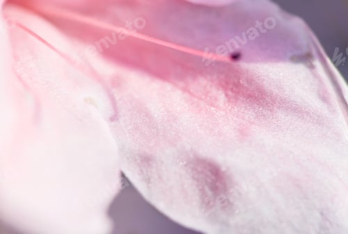 Preview: Bright Pink Rhododendron Macro Photo
