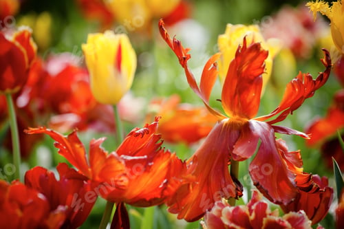 Preview: Red Tulip Flowers On The Garden, Outdoor Park