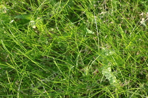 Preview: Background Texture Of Grass