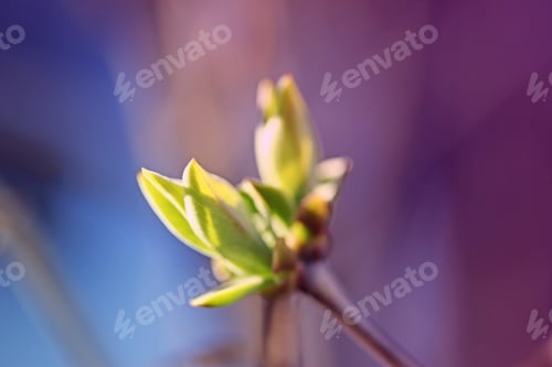 Preview: First Leafes And Kidneys In Spring Inbright Sunlight